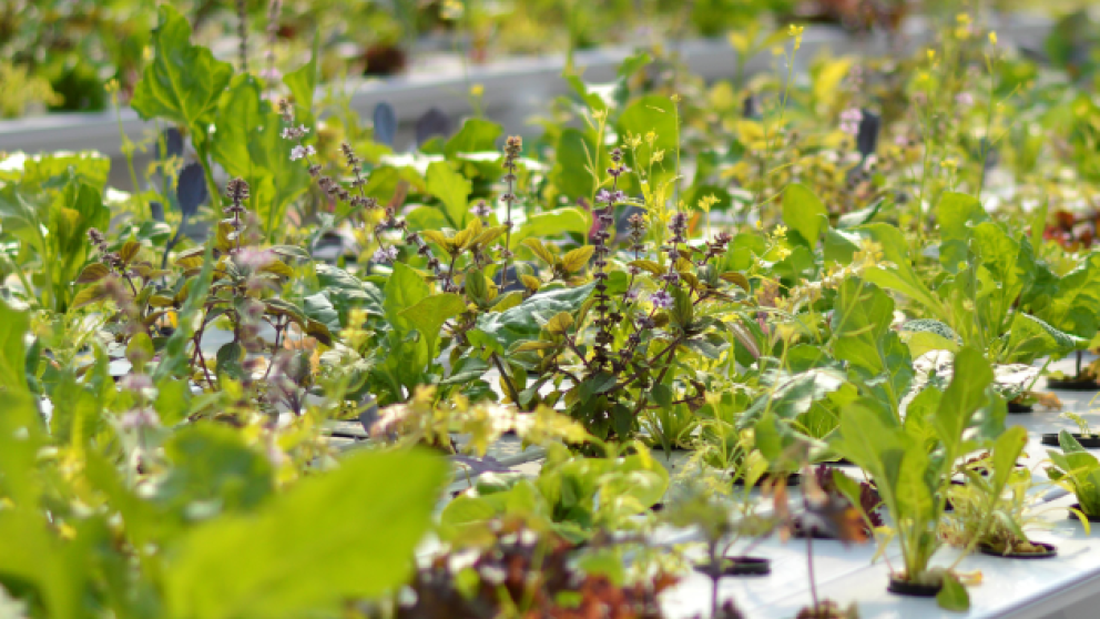 Rows of plants on a table inside a greenhouse tent