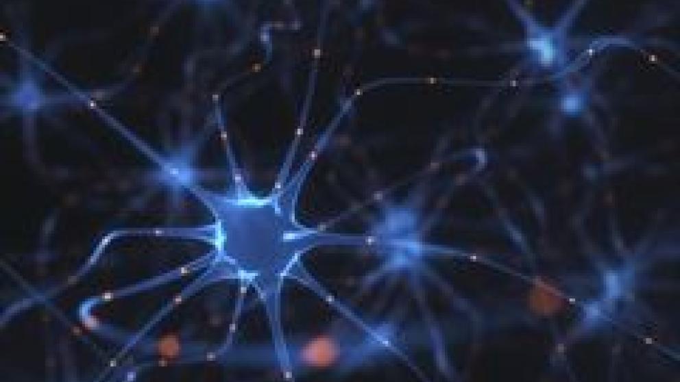 Image shows neuro image under microscope