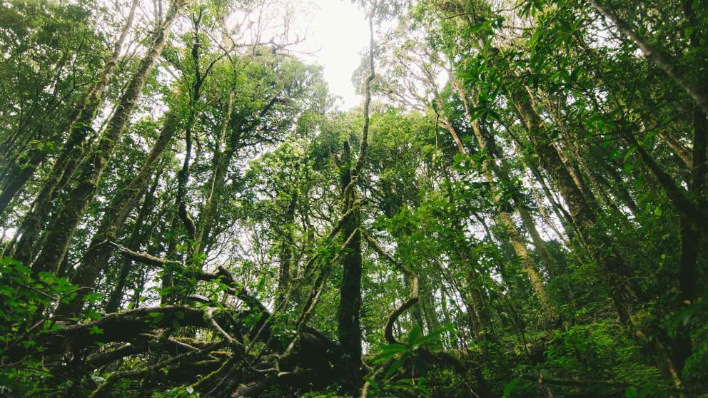 Multiple trees in a forest