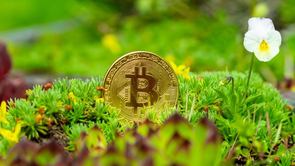 Crypto coin partially visible in foliage
