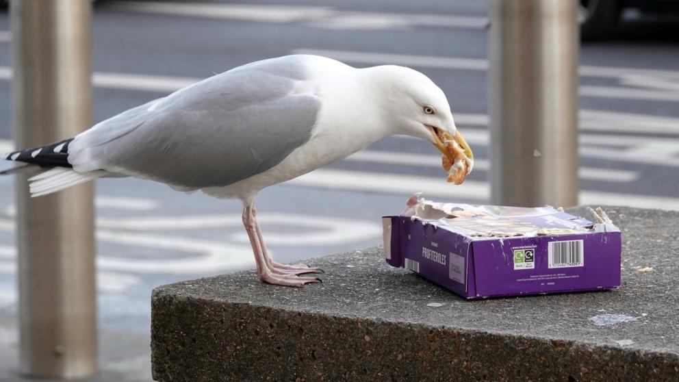 A eating from a box profiteroles which it has just stolen from a passer by