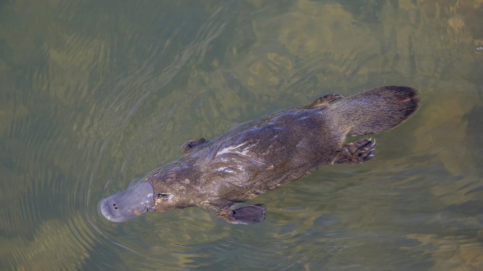 Duck Billed Platypus Credit: Charles Sharp