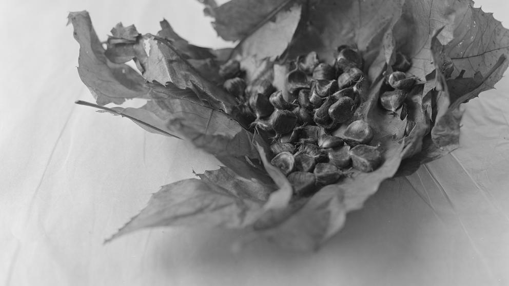 A black and white image of a leaf curled around sweet chestnuts