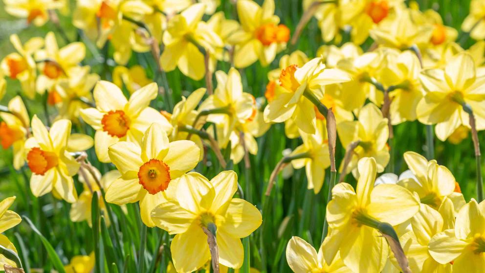 daffodils in bloom at Salford 
