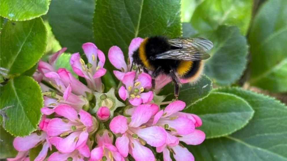 A bee on a pink flower