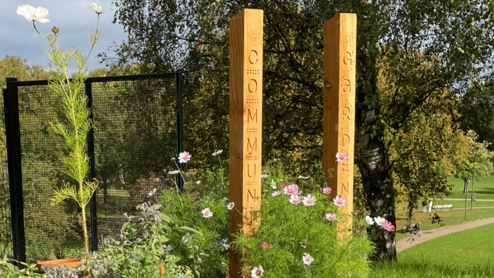 wooden posts reading community garden and surrounded by cosmos flowers, peel park in the background