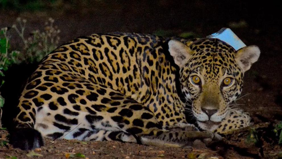 Jaguar in Brazil