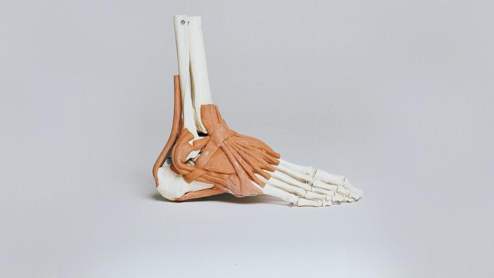 A model of a human foot, showing bones and muscles