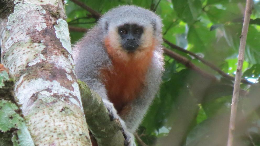 Monkey in the Amazon