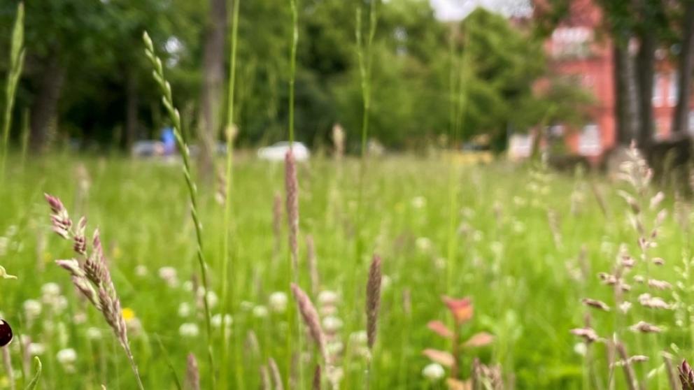 Close up of pink bee orchid flower with wild lawn in the background