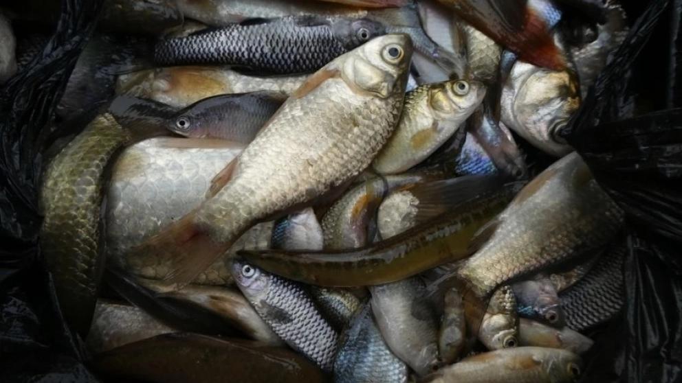 Fish diversity