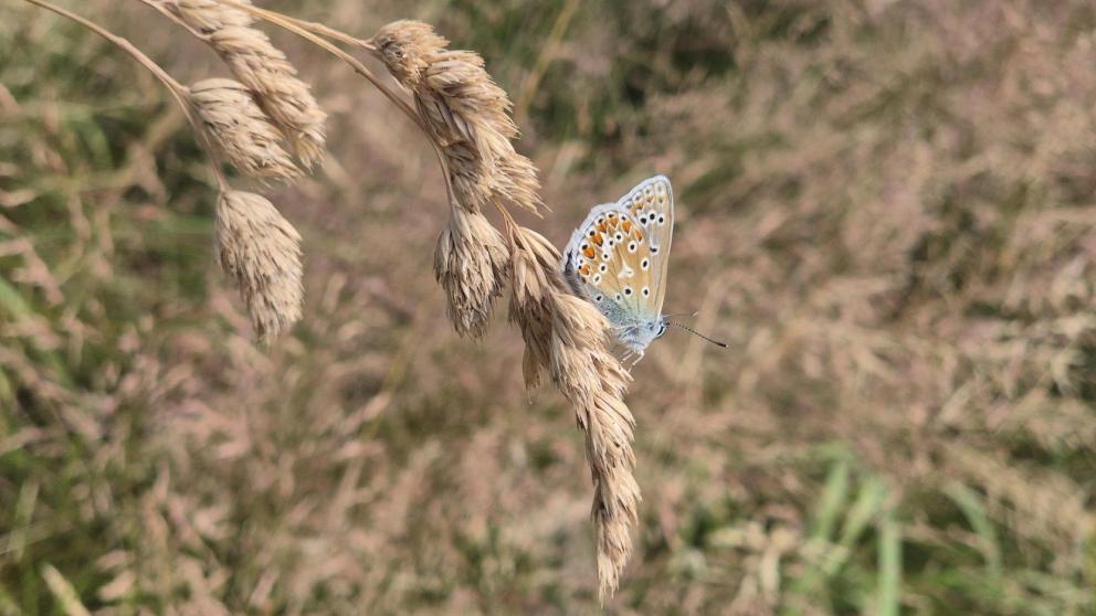 Common Blue butterfly resting on a grass stem