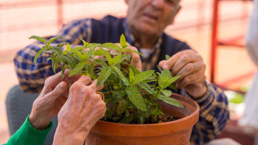 Two elderly people tend a plant in a pot