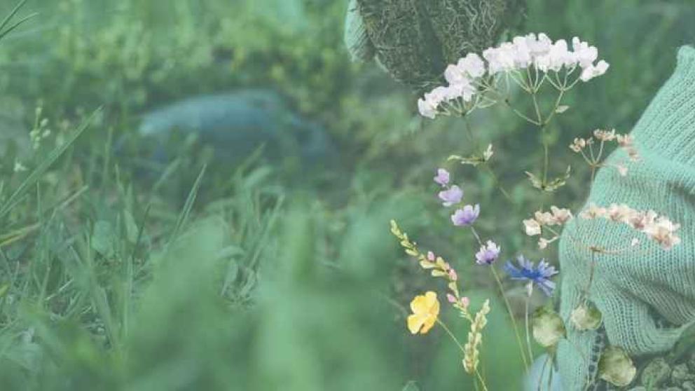 Person wearing gardening gloves working in the soil amongst green grass and small wildflowers