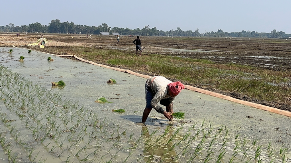 Jajati Mandal rice research