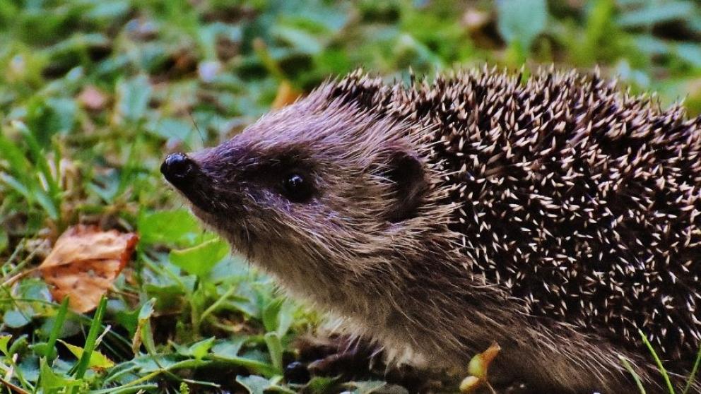 Hedgehog walking on grass and leaves