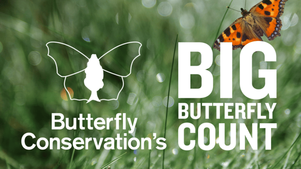 A photo of an orange and brown butterfly in some grass with white text over saying Butterfly Conservation and Big Butterfly Count