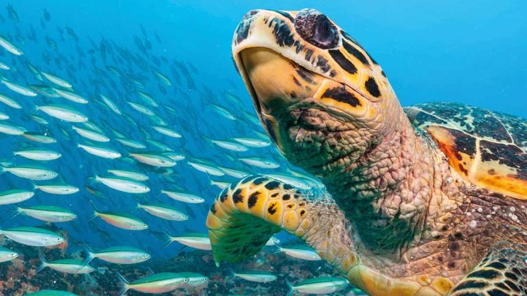 Turtle swimming in the ocean near a school of fish