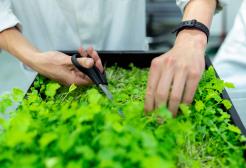Using scissors to prune a tray of plants