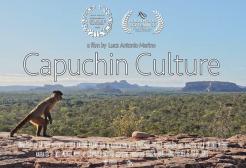 Capuchin Culture