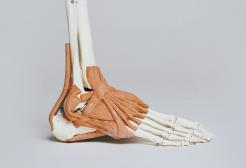A model of a foot