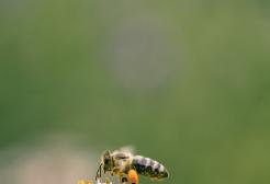 A bee landing on a flower