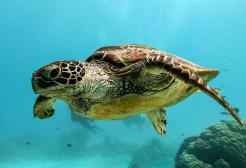Turtle swimming in the ocean