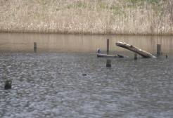 Emma Shacklady's content for Northern Roots at Manchester Histories Festival 2022