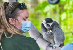 A female zoo employee with a lemur