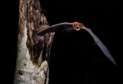 Bat in the rainforest