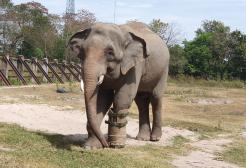 Chhouk the elephant, wearing his prosthetic leg