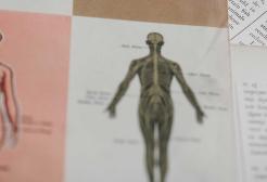 Images from medical textbooks