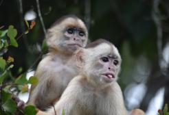 Two capuchin monkeys in tree foliage