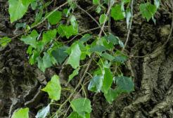 Bark and leaves of a black poplar tree