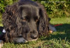 Freya, newt detection dog