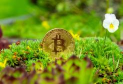 Crypto coin partially visible in foliage
