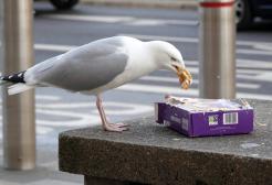 A eating from a box profiteroles which it has just stolen from a passer by