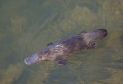 Duck Billed Platypus Credit: Charles Sharp