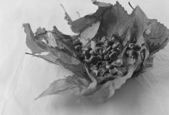 A black and white image of a leaf curled around sweet chestnuts