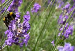 a queen bee foraging on purple rosemary flowers