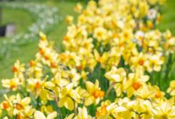 daffodils in bloom at Salford 