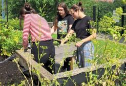 Three people digging into a planter at the Community Growing Space on a sunny day.