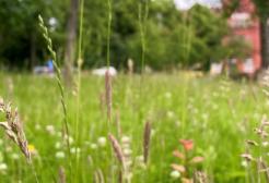 Close up of pink bee orchid flower with wild lawn in the background