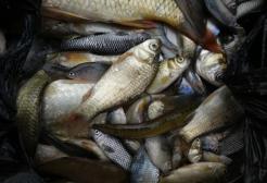 Fish diversity