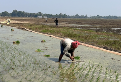 A farmer manually planting rice saplings in a flooded paddy field