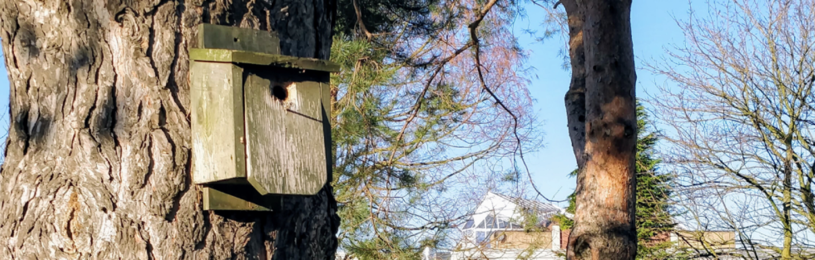 bird box and trees image