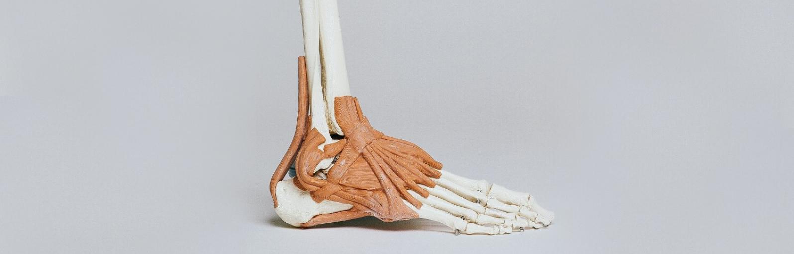 A model of a foot