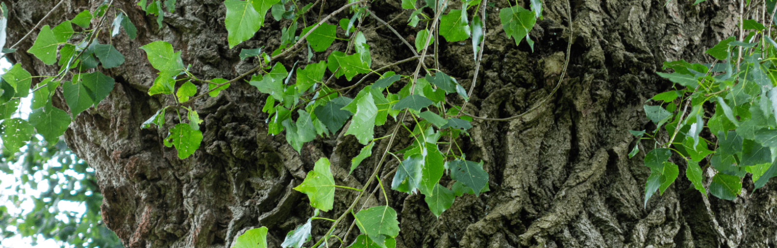 Bark and leaves of a black poplar tree