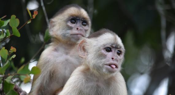 Two capuchin monkeys in tree foliage