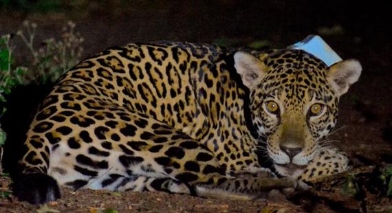 Jaguar in Brazil